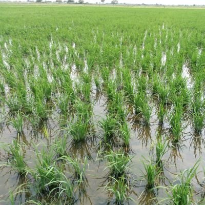 New Agriculture India provides #Farming knowledge. we cover mostly aspects related to agriculture.