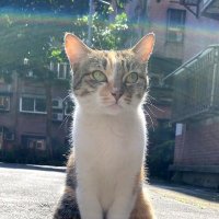 Guan-Ying "Doris" Wu (@doriswu_dev) 's Twitter Profile