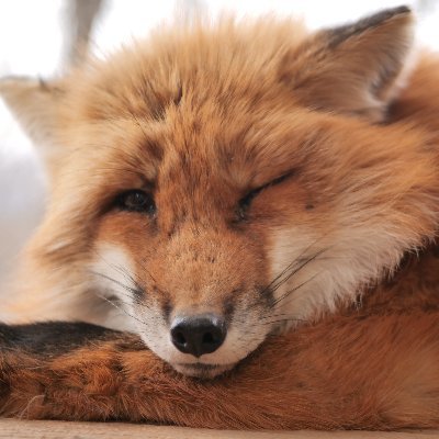 キツネのにゃんけつさんのプロフィール画像
