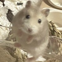 プ (@pigpickincake) 's Twitter Profile