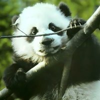 Yiming Liang (@liang_yming) 's Twitter Profile