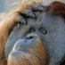 Ungrateful Biped (@ungr8ful_biped) Twitter profile photo
