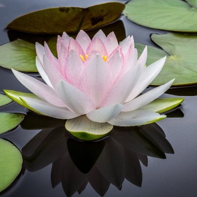 Franzairois_Zh's profile picture. agnostic and follow back immediatly