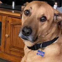 Buffalo Bills SUX (@marks1jimmy) 's Twitter Profile