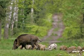 Informatie | Nieuws | Gelderland | Veluwe | Wandelen | Overnachten | Kamperen | Plaatsen |