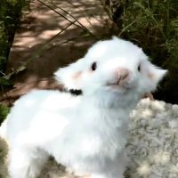 fifi(请找我买衣服 (@didaidaboom) 's Twitter Profile