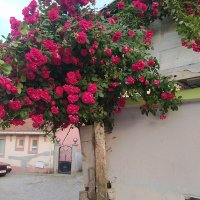 Tayfur Çakmak (@tcakmak369) 's Twitter Profile