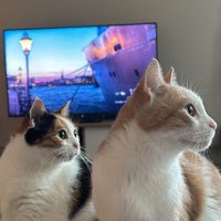 Hasan Şentürk (@sntrkhsan) 's Twitter Profile