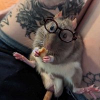 Leyln (@shotaflesheater) 's Twitter Profile