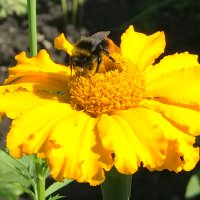 Bea and Bertie 🏴🏴♥️🌻♻️ (@bertiesaved) 's Twitter Profile Photo Bea and Bertie 🏴🏴♥️🌻♻️ (@bertiesaved) 's Twitter Profile Photo