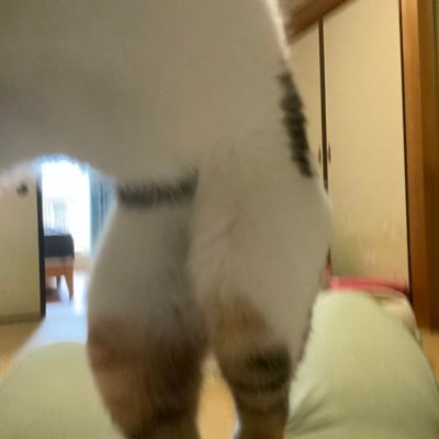 katurahama's profile picture. 忍者と極道、面白いチェーンソーマン好き mixゲーム初心者です。ローゼンガーデンサーガ、ラグナクリムゾン、ハンタxハンター レベルE 好きです。にじさんじ