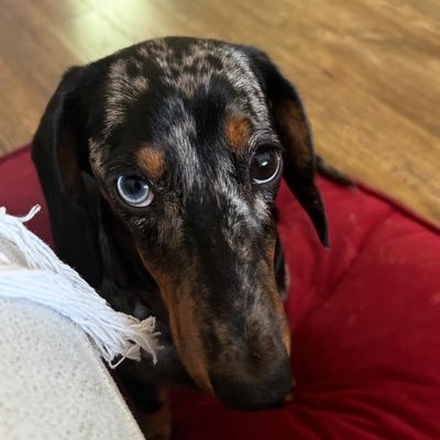 aberberac's profile picture. Cactus mom🌵Aber berač. Entertain me✌🏼