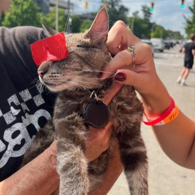 clancythecat's profile picture. Justacatthatwantstobecomefamous
