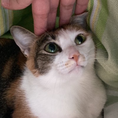 🐱🐱大師さんのプロフィール画像