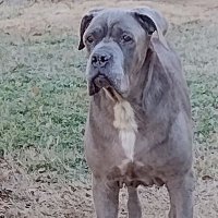 Darlene Sinatra (@sinatradar13622) 's Twitter Profile