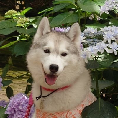 nemunemu_CANDY's profile picture. 〇〇家の嫁・妻・何々君のママじゃなくて、そろそろ私自身の素で生きたいなぁ～と思ってます。なるべく問題発言はしないように…w　ユーザー名は昔のあだ名から。実名を聞いたら納得かな？平井堅ちゃんファン❤趣味は読書(漫画を含む)、映画鑑賞。シベリアンハスキー2017/1/18生まれ♀「ゆい」のお世話係さん。ペット食管理士。