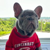 thefrenchieross (@thefrenchieross) 's Twitter Profile