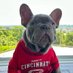 thefrenchieross (@thefrenchieross) Twitter profile photo thefrenchieross (@thefrenchieross) Twitter profile photo