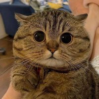 rin (@chaosymth) 's Twitter Profile Photo rin (@chaosymth) 's Twitter Profile Photo