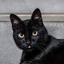 Mejor solo que contagiado. Catlover. Ateo. No soy el de la foto. A la grande le puse Cuca