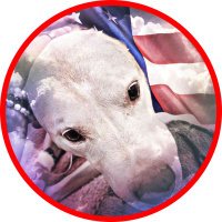 Sherry Saffer (@saffersherry) 's Twitter Profile