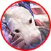Sherry Saffer (@saffersherry) Twitter profile photo Sherry Saffer (@saffersherry) Twitter profile photo