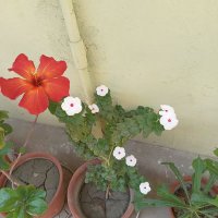 Boishaki Bhatta (@bhattaboishaki) 's Twitter Profile