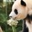 SaveFubao_'s profile image