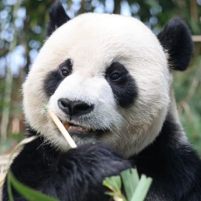 우리의 영원한 아기판다 푸바오를 지켜주세요
글로벌 서명이 진행중입니다
많은 참여 부탁드려요 🙏🏻
plz protect the baby panda Fubao
请珍惜并守护福宝
一緒に福宝を守ってください🙏🏻
#福宝 #fubao #푸바오 #SaveFuBao
http://change