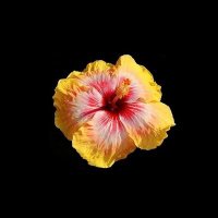 شمس (@s1m_o__) 's Twitter Profile Photo