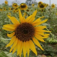 basant kumar (@sbkcool) 's Twitter Profile