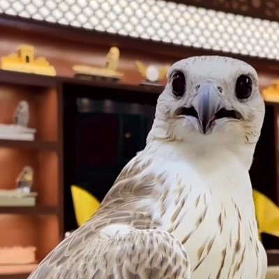 غديت انا والطير عاشق ومعشوق// مثل الكريم اللي يداري خويه //