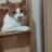 likeriver04's profile image