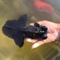 linfei (@linfei249359) 's Twitter Profile