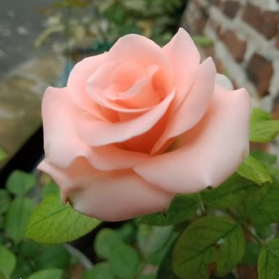 Simonceli_11's profile picture. life is a tired place🚬