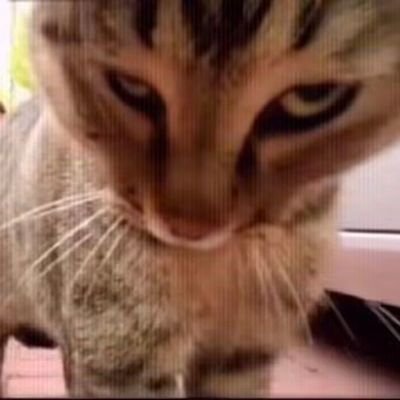 GBear2333322559's profile picture. 