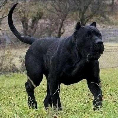 Otenyo10's profile picture. Sportbetting and Gaming expert
certified Tipster 
affiliate marketing 
Dm for deals
Whatsapp 0708643807