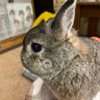 うさぎのるな🐰🌈🌸🔥 (@ru_chan1105_0) 's Twitter Profile