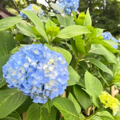 2024年某日、帰宅すると妻が無断で3歳の長女を連れて家を出ていた。翌日代理人弁護士からの受任通知が届き、離婚の請求があったが、娘のためにも夫婦関係改善を要望中。以降、娘とコミュニケーションは一度きりのビデオ通話のみ。娘が私に会いたい、と行っているのにも関わらず、面会拒絶されている。娘の利益を守るべく活動中。
