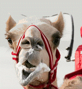 ExcelJockeys's profile picture. A site for Excel tips and tricks