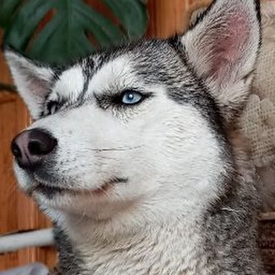 Dobryjvec84757A's profile picture. 