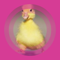 Coinictus ꧁IP꧂ (@yeswepump) 's Twitter Profile Photo Coinictus ꧁IP꧂ (@yeswepump) 's Twitter Profile Photo
