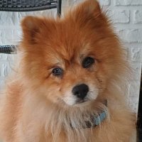 tombithedog (@tombithedog) Twitter profile photo