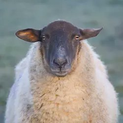 Nolserg_'s profile picture. Trader in the making