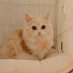 猫カブ@株主優待/高配当/インデックス投資 (@nekokabu_cat) Twitter profile photo 猫カブ@株主優待/高配当/インデックス投資 (@nekokabu_cat) Twitter profile photo