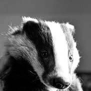 Badgerโs Nadgers ๐ฆก๐ด๓ ง๓ ข๓ ฅ๓ ฎ๓ ง๓ ฟ (@wiltsrednecks99) 's Twitter Profile Photo Badgerโs Nadgers ๐ฆก๐ด๓ ง๓ ข๓ ฅ๓ ฎ๓ ง๓ ฟ (@wiltsrednecks99) 's Twitter Profile Photo