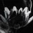 DRay_0529