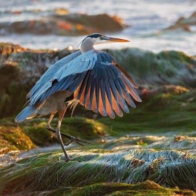 The heron has long been considered a good omen representing wisdom, going all the way back to ancient Greece.
Image credit: https://t.co/xaooduPIxb