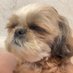 🐶シーズー・メル ☮️ (@kckoma1978) Twitter profile photo 🐶シーズー・メル ☮️ (@kckoma1978) Twitter profile photo