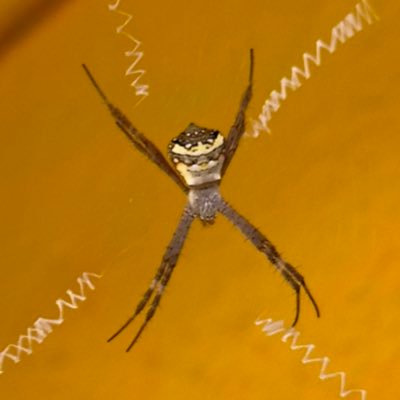 gorbachev_in's profile picture. X